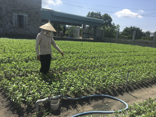 Vườn húng quế của gia đình bà Nguyễn Thị Thơm (thôn Đông Hải, xã Tân Hải) đã đến kỳ thu hoạch nhưng thương lái không mua vì bị bệnh sâu cuốn lá.