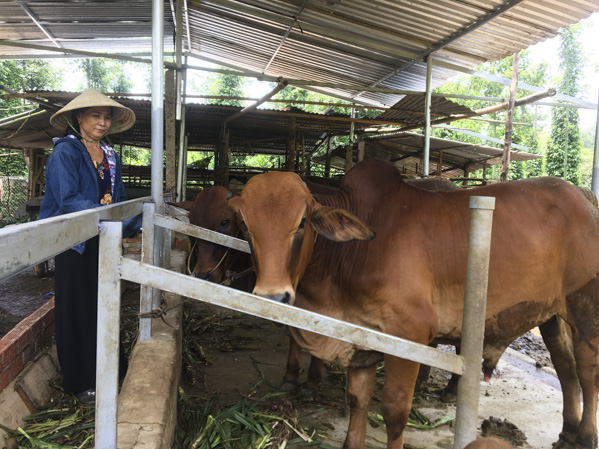 Gia đình anh Trần Văn Bảo (ấp Phước Lộc, xã Phước Hội,  huyện Đất Đỏ) thoát nghèo nhờ nguồn vốn từ Quỹ Hỗ trợ nông dân để chăn nuôi bò.
