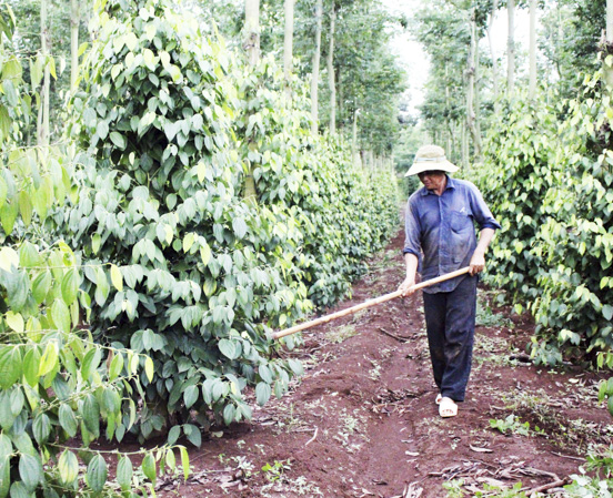 Dự án “Phát triển bền vững hồ tiêu tại Việt Nam” đã giúp nâng cao trình độ, nhận thức của nông dân trong sản xuất tiêu sạch. Trong ảnh: Chăm sóc tiêu sạch tại xã Suối Rao, huyện Châu Đức.