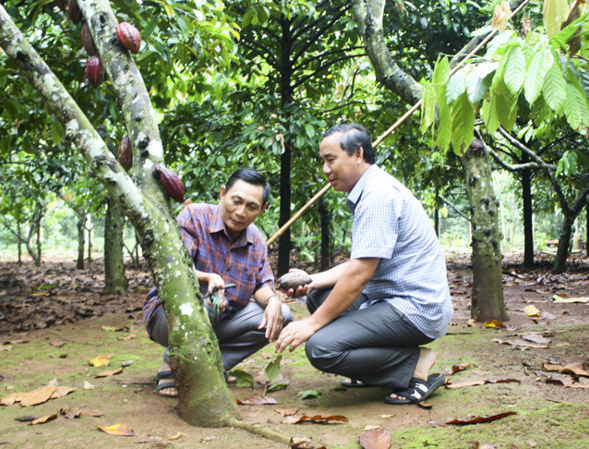 Anh Trịnh Văn Thành (phải) kiểm tra chất lượng trái ca cao tươi tại vườn của bà con xã viên.