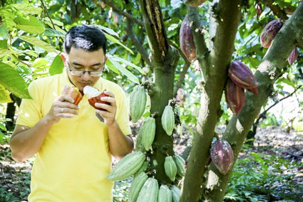 Anh Hồ Sĩ Bảo kiểm tra chất lượng trái cacao tươi tại vườn. Ảnh: ĐÔNG HIẾU