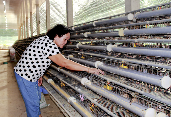 Nhiều mô hình nông nghiệp hiệu quả cao đã được áp dụng, nâng cao thu nhập người dân nông thôn.  Trong ảnh: Mô hình nuôi chim cút sạch tại trang trại của bà Nguyễn Thị Ngọc Anh (xã Tam Phước, huyện Long Điền) cho thu nhập hàng trăm triệu đồng/tháng.