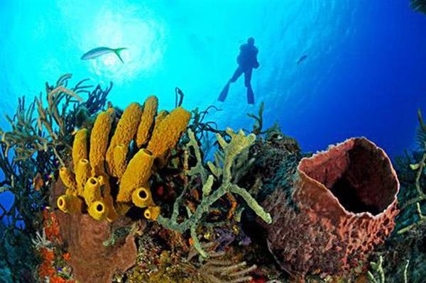  Bọt biển là ứng viên tiềm năng chữa bệnh lao kháng thuốc