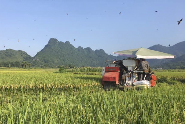  Nông dân thu hoạch lúa tại xã Phước Hội, huyện Đất Đỏ.