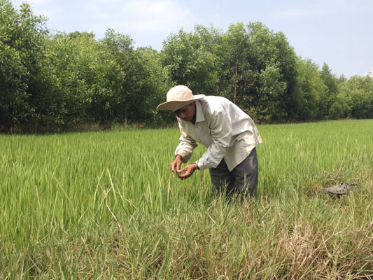 Anh Trần Văn Nguyên, tổ viên Tổ hợp tác trồng lúa xã Phước Hội, huyện Đất Đỏ kiểm tra ruộng lúa.