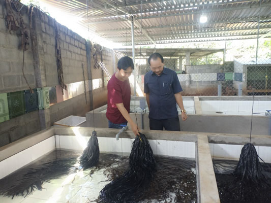 Ông Phạm Văn Thức (bìa phải) kiểm tra sự tăng trưởng của lươn giống trong bể xi măng tại trại nuôi của anh Nguyễn Thanh Tùng (ấp Tân Hiệp, xã Long Tân, huyện Đất Đỏ).