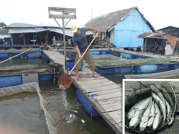 Cá nuôi lồng bè trên sông Chà Và của hộ ông Nguyễn Công Thức (thôn 8, xã Long Sơn, TP.Vũng Tàu) bị chết nhiều trong những ngày qua.