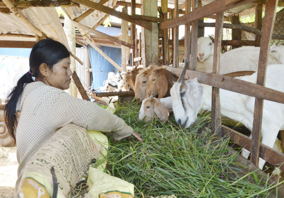 Gia đình bà Đào Thị Thảo (dân tộc Châu Ro ở tổ 1, thôn Lồ Ồ, xã Đá Bạc, huyện Châu Đức) vươn lên thoát nghèo nhờ được hỗ trợ 2 con dê giống từ nguồn vốn của Chương trình 135.