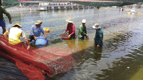 Thu hoạch tôm tại Công ty TNHH Nuôi trồng thủy sản Minh Phú - Lộc An (huyện Đất Đỏ).