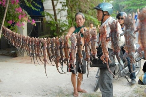 Tắc kè phơi khô.