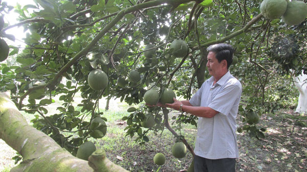 Vườn bưởi của ông Phạm Anh Ta hiện quả đã đạt trọng lượng từ 1-1,5kg/quả, sẵn sàng phục vụ Tết Nguyên đán Canh Tý 2020.