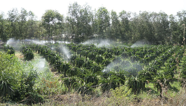 Hệ thống tưới tiêu tự động cho cây thanh long tại xã Bông Trang, huyện Xuyên Mộc, đem lại hiệu quả cao, tốn ít lao động. Ảnh: KIM HỒNG