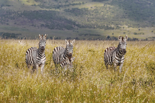 Vườn quốc gia Serengeti là ngôi nhà của nhiều loài động vật ăn cỏ nhất thế giới với đàn ngựa vằn lên tới hơn 250.000 con.
