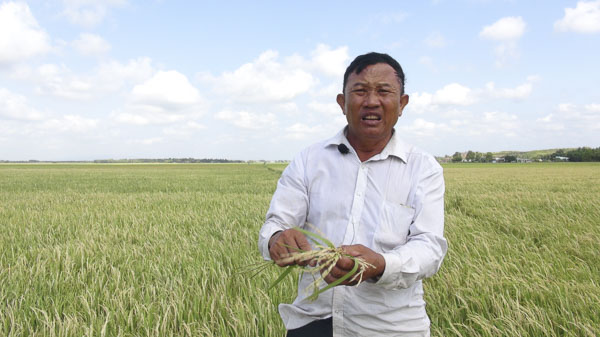 Ông Nguyễn Văn Tiến (ấp Xóm Rẫy, xã Phước Thuận) cho biết,  1,4ha lúa của gia đình ông bị sâu đục thân gây hại.