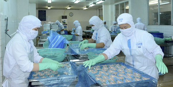 Tình hình dịch bệnh đã ảnh hưởng trực tiếp đến nhóm hàng xuất khẩu. Trong ảnh: Chế biến hải sản xuất khẩu tại Công ty CP chế biến XNK  thủy sản Baseafood.