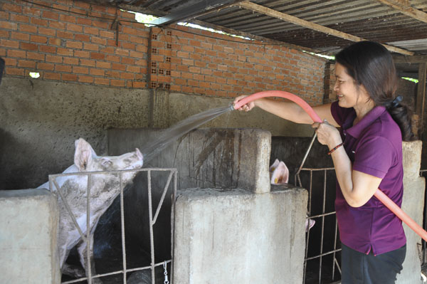 Gia đình chị Cao Thị Thuận đã vươn lên thoát nghèo nhờ nguồn vốn vay xoay vòng chăn nuôi heo đạt hiệu quả. 