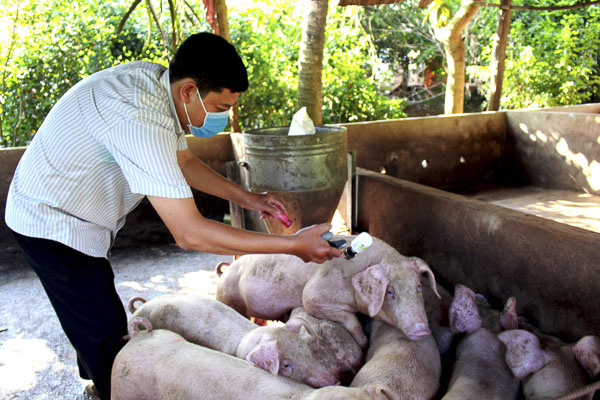 Cán bộ thú y tại xã Xà Bang, huyện Châu Đức kiểm tra an toàn dịch bệnh đối với đàn heo của một hộ dân trên địa bàn.
