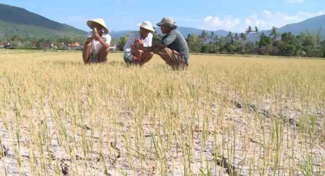 Nắng nóng kéo dài khiến nông dân miền Trung điêu đứng