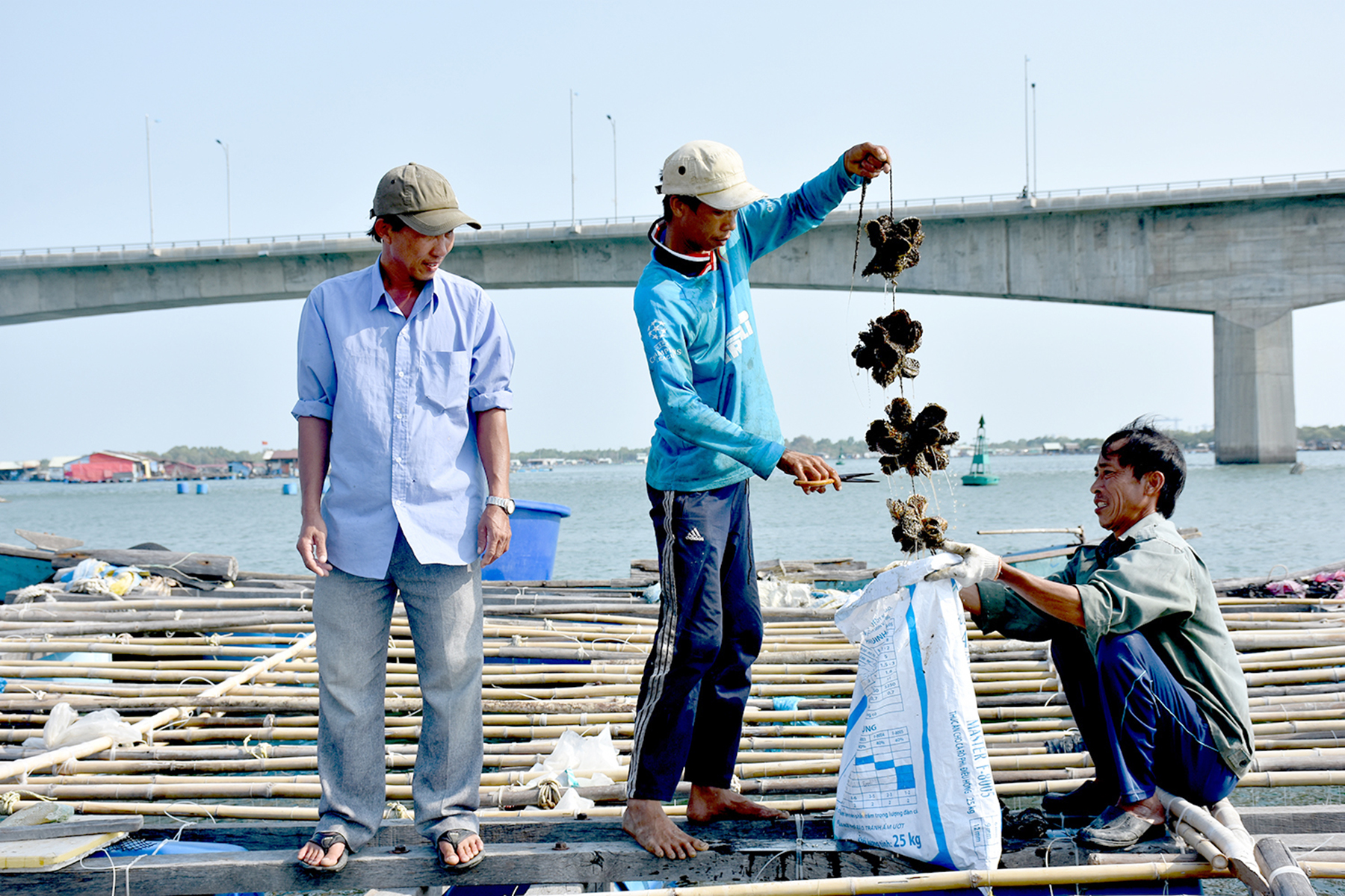 Người dân Long Sơn thu hoạch hàu trên sông Chà Và.