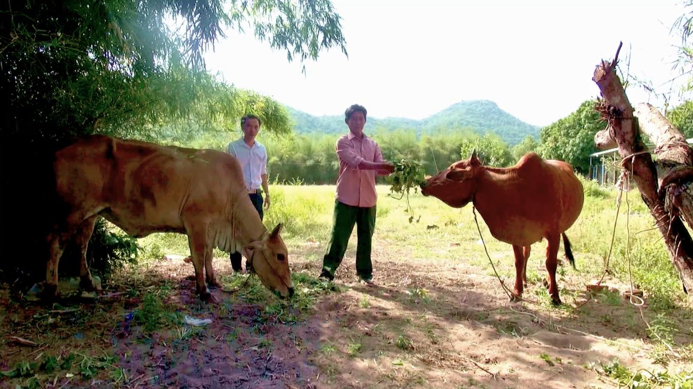 Bò là vật nuôi mang lại hiệu quả kinh tế, giúp tăng thu nhập cho nông dân huyện Long Điền.