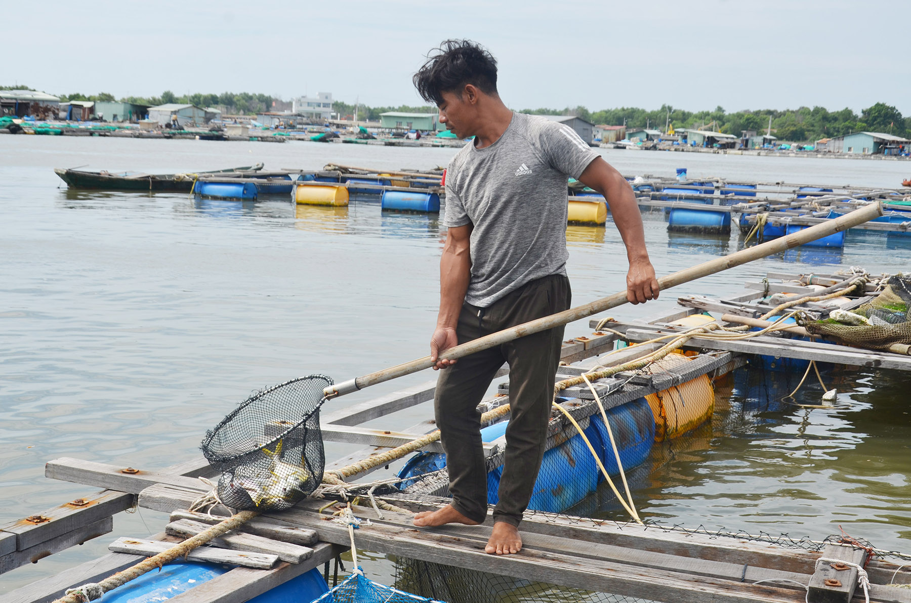 Anh Phan Quốc Toàn đang vớt cá chết tại khu vực nuôi của gia đình.