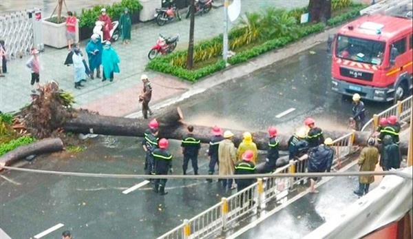 Cơ quan chức năng xử lý cây xanh đổ trên đường Nguyễn Tri Phương