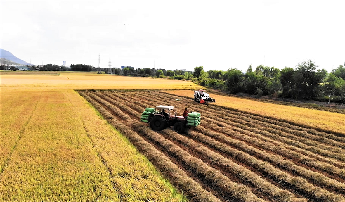 Năm 2020, toàn tỉnh gieo trồng 24.988ha lúa, năng suất bình quân đạt hơn 6 tấn/ha. Trong ảnh: Hợp tác xã Nông nghiệp Quyết Thắng (TX.Bà Rịa) đẩy mạnh cơ giới hóa trong sản xuất nông nghiệp.