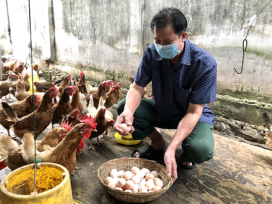 Trung bình mỗi ngày, đàn gà của ông Nguyễn Xuân Noãn (ấp Phước Tân 5, xã Tân Hưng, TP.Bà Rịa) cho thu hoạch gần 400 trứng.