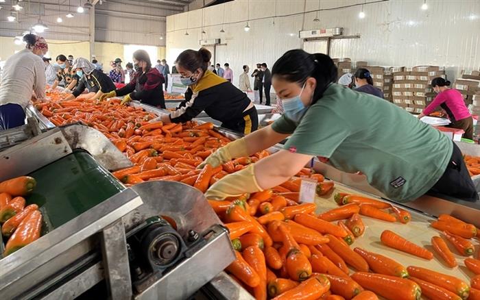 Những ngày vừa qua, hoạt động lưu thông, tiêu thụ hàng hóa, nhất là nông sản của Hải Dương gặp nhiều khó khăn. Ảnh: Nhân Dân