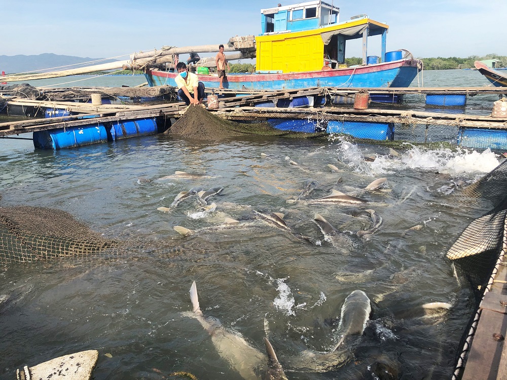Người dân nuôi cá lồng bè trên sông Mỏ Nhác, xã Long Sơn, TP. Vũng Tàu.