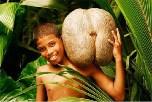 Dừa Coco de mer có hình thù gợi cảm  là biểu tượng của Quốc đảo Seychelles.