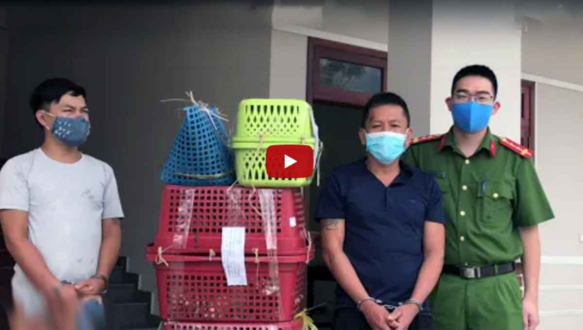 Bắt vụ vận chuyển trái phép 07 cá thể hổ