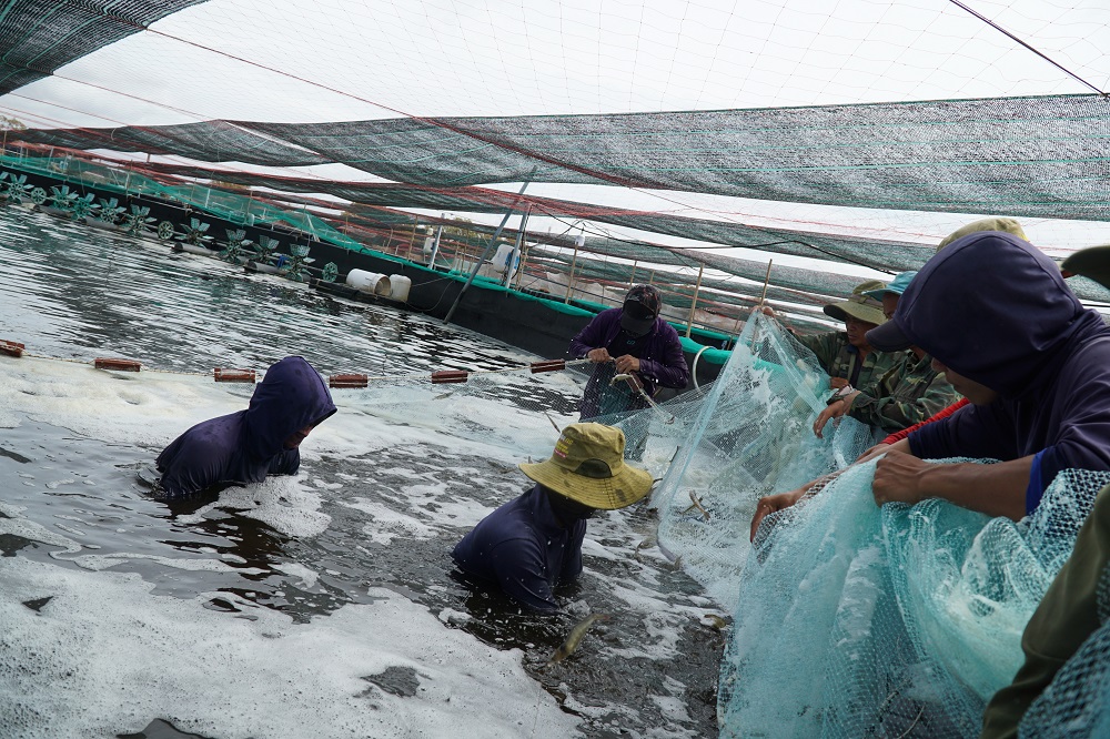Nhiều doanh nghiệp sản xuất, chế biến thủy sản hiện đang gặp khó khăn do dịch bệnh COVID-19. Trong ảnh: Thu hoạch tôm tại Liên Giang Farm, xã An Ngãi, huyện Long Điền.