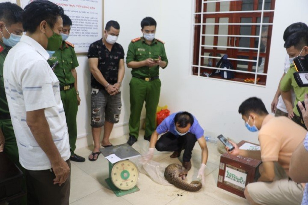 Phối hợp kiểm đếm tang vật trong vụ tàng trữ động vật hoang dã quý hiếm