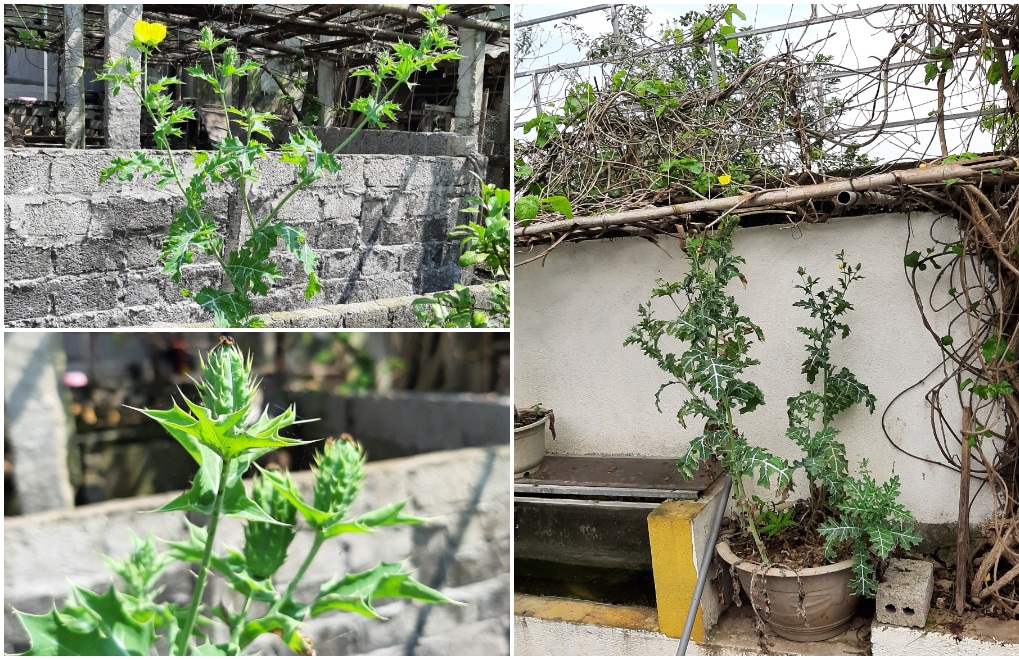 Số cây có chứa chất ma túy Công an huyện Yên Thành phát hiện, thu giữ