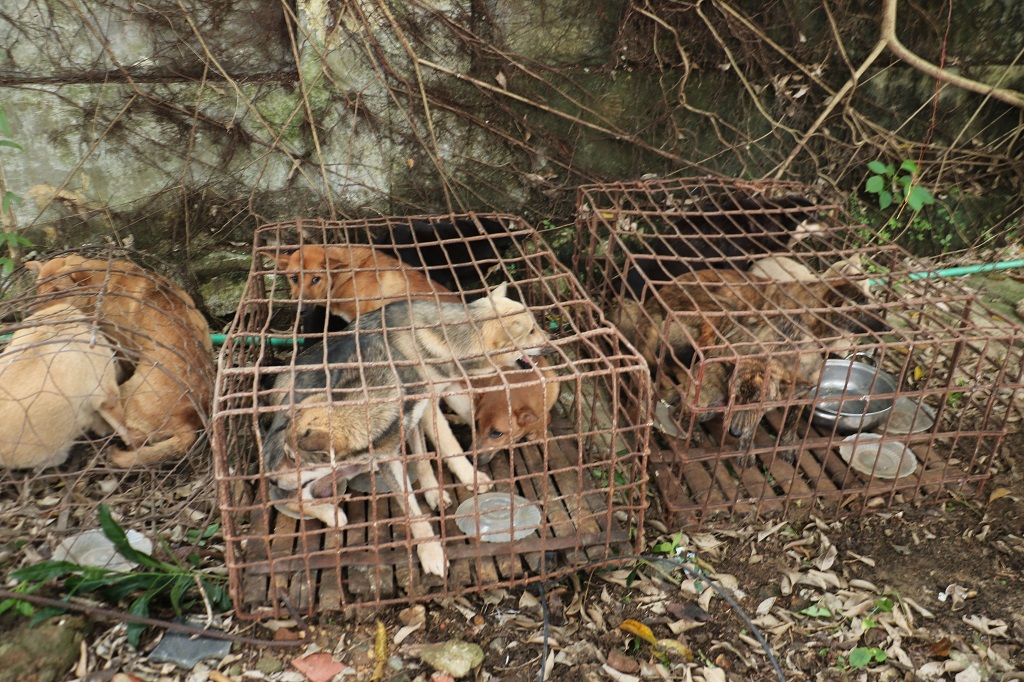 Số chó bị thu giữ