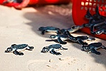 Đề xuất nghiên cứu bảo tồn rùa biển giữa các nước Đông Nam Á
