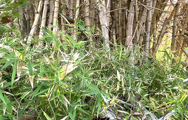 Bên dưới gốc các khóm tre chết khô, lớp tre mới mọc lên từ hạt cây mẹ tiếp tục phủ xanh cho rừng.