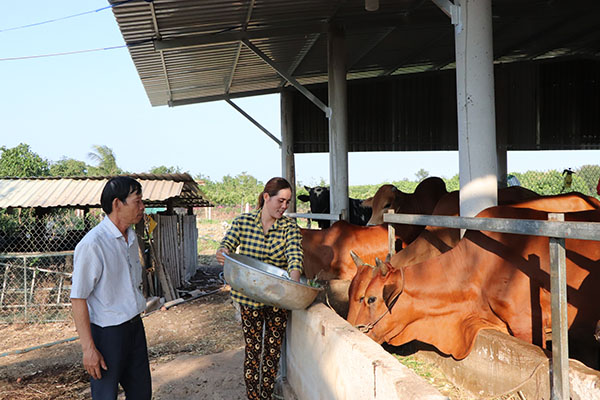 Chị Nguyễn Thị Lan chăm sóc đàn bò của gia đình.