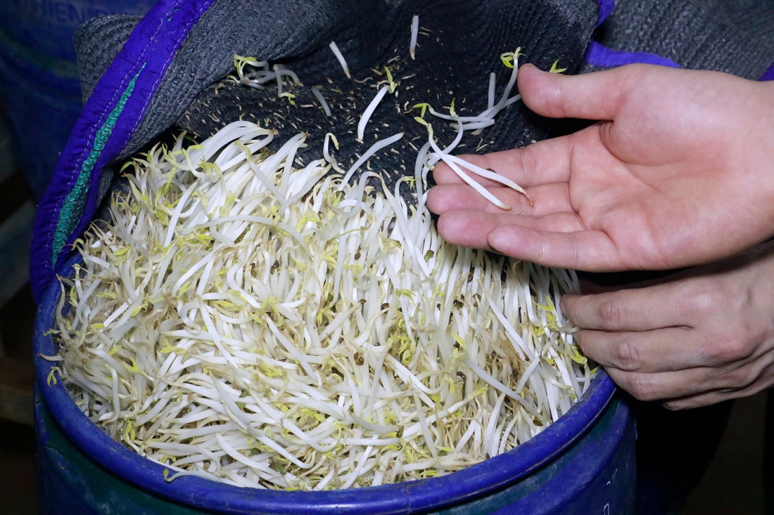 Để tăng sản lượng, giá đỗ to, mập và đẹp mắt hơn, các đối tượng đã sử dụng “nước kẹo” để tưới vào các lu giá đỗ trong quá trình sản xuất