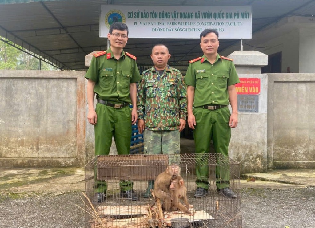 Công an xã Sơn Lâm bàn giao 02 cá thể khỉ cho Vườn quốc gia Pù Mát