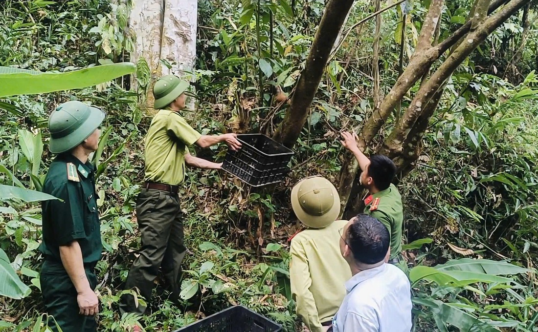 Lực lượng chức năng thả cá thể culi về môi trường tự nhiên