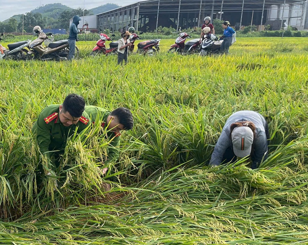 Công an xã khẩn trương xuống đồng thu hoạch hỗ trợ người dân