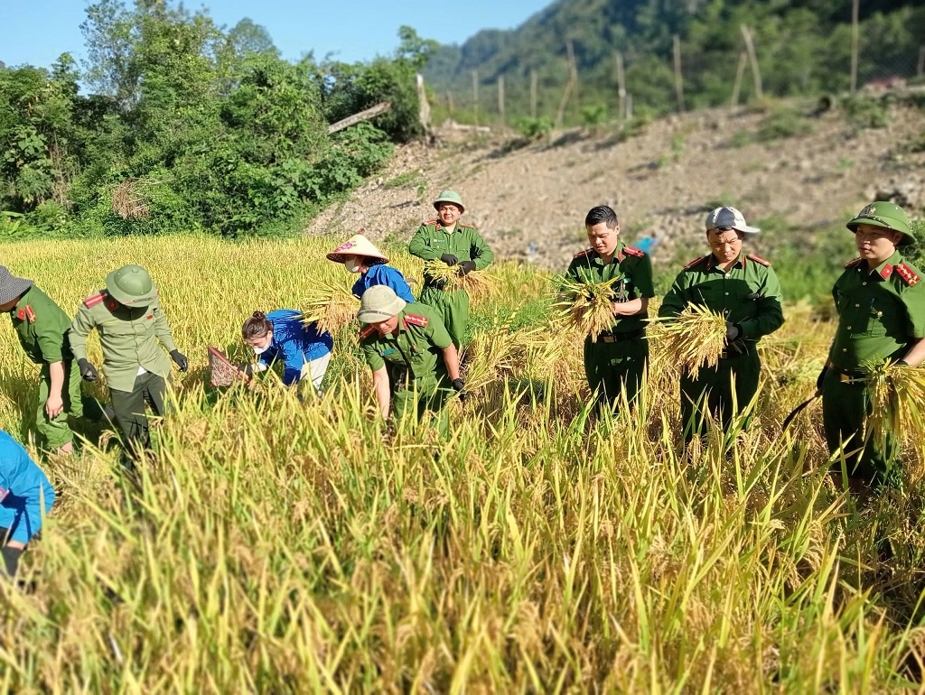 Công an xã Hữu Khuông giúp dân thu hoạch lúa