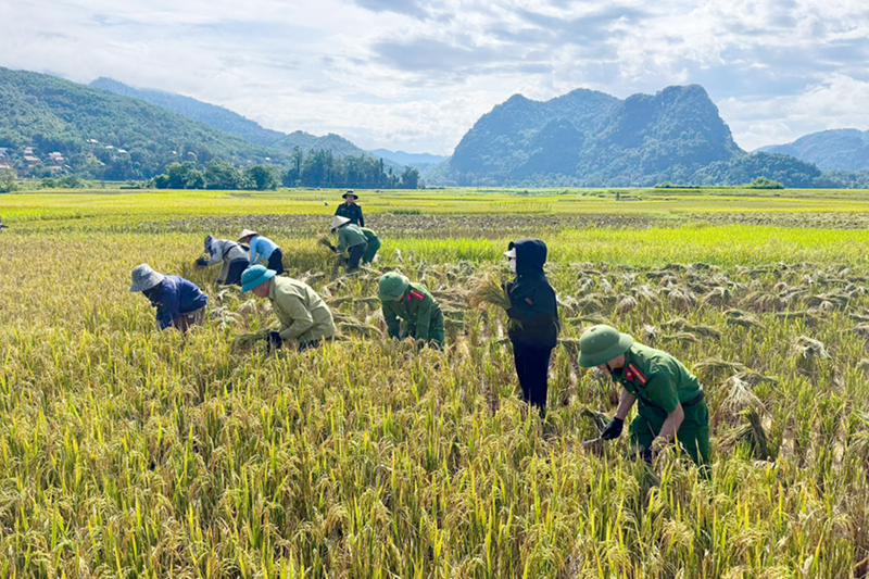 Công an xã Mường Quàng hỗ trợ thu hoạch lúa cho cụ Vi Thị Cóng 