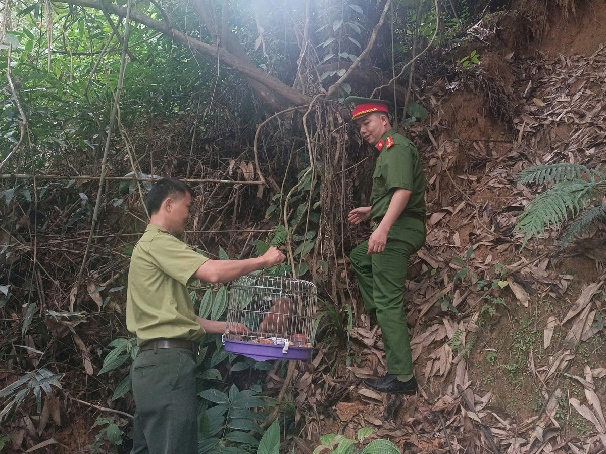 Cá thể Culi được thả về môi trường tự nhiên