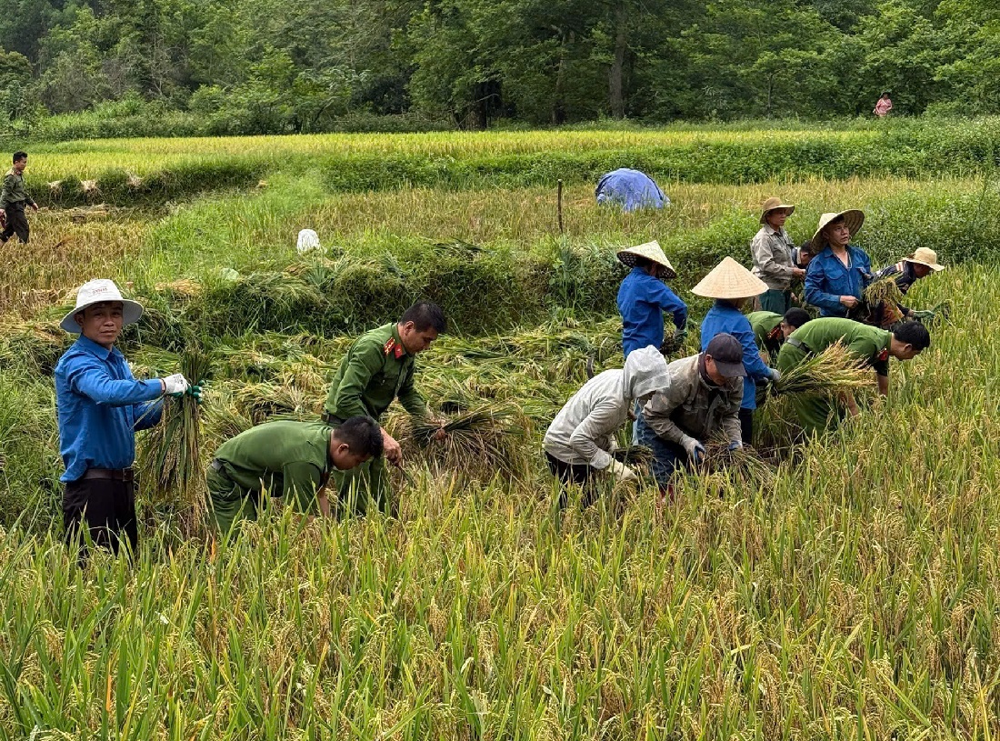 Công an xã giúp gia đình ông Lô Văn Đại gặt lúa