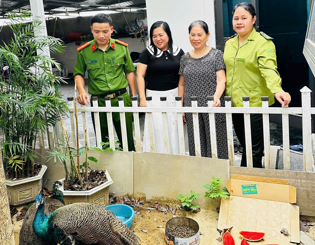 Cơ quan chức năng có mặt tại nhà bà Hiền (thứ 2 từ phải sang) để xác định chủng loại 02 con chim công