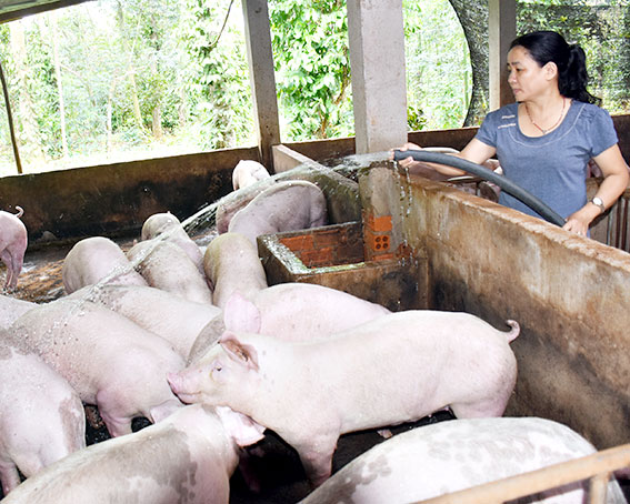 Chị Nguyễn Thị Tuyết, một hộ dân chăn nuôi heo ở xã Kim Long (huyện Châu Đức) thường xuyên vệ sinh, tiêu độc, khử trùng chuồng trại nhằm phòng chống dịch bệnh cho đàn heo hơn 250 con của gia đình.