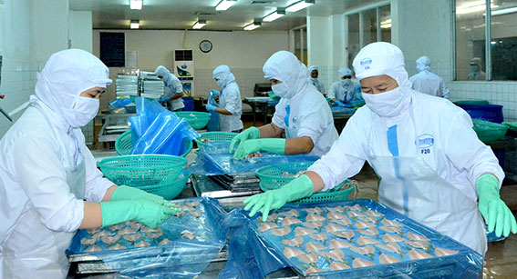 Việc điều chỉnh giá xăng dầu sẽ làm cho vật giá tăng theo, ảnh hưởng đến hoạt động sản xuất, kinh doanh, giảm lợi thế cạnh tranh của các DN.  Trong ảnh: Chế biến hải sản xuất khẩu tại Công ty CP chế biến xuất nhập khẩu thủy sản BR-VT (Baseafood). Ảnh: QUANG VŨ  